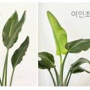 여인초 극락조 키우기 물주기, 가지치기, 꽃말 식물 분갈이 팁 이미지