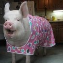 거구돼지 이미지