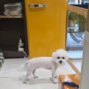 멜팅그루밍 이미지