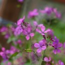 루나리아(lunaria)