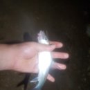 법수치통나무산장 이미지