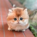 광주강아지분양 고양이분양 미유펫 본점 이미지