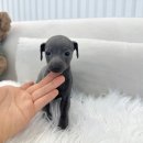 부산강아지분양 마이뭉 24시 이미지