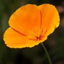 퍼피포피 이미지