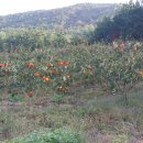 감불농장 이미지