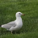 초원갈매기 이미지