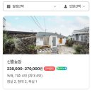 신흥늦장 이미지