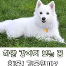 강아지 꿈, 새끼 강아지 산책하는꿈, 다친 강아지 꿈해몽 이미지