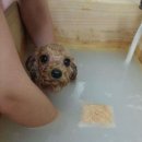 뽀샤시 펫살롱 | [쁘띠시앙펫살롱후기] 땅콩이 스파하고 미용하고 왔어요~