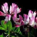 [4월 18일 탄생화] 자운영(Astragalus) : 감화 이미지