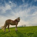 테마와 하루(목장 체험) 이미지