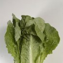 로메인
