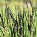 미라농원 이미지