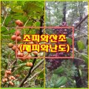 재피(초피)와 산초의 구별 이미지