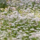 밀양 삼문송림 구절초 이미지