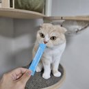하얀강아지&고양이 | 고양이 유산균 추천 | 펫생각 유산균 1주일 리얼 후기