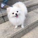 오거닉펫케어