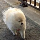 갤마 | 처음으로 레터링 케이크 주문한 후기 with 모차마 케이크