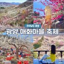 구난이 약나무 마을 | 2026 광양 매화마을 축제 막바지 실시간 분위기 포토존 현실 후기