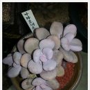 새만금꽃화원 이미지