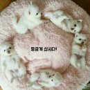 해피 이미지