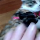 유튜브에 고양이 학대 영상을 재미로 올리는 유튜버 이미지