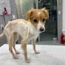 이솜 동물병원 이미지