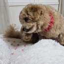 포유동물병원 이미지