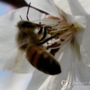 꿀벌 이미지