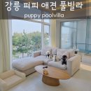 퍼피클래식 | 강릉 애견동반 펜션 추천 강릉 퍼피 애견풀빌라