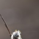 강아지천국 이미지