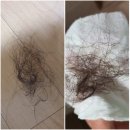 (주)닥터조물주 | 머리카락 영양제 얇아짐 보인다면 패스트샴푸 정답