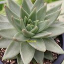 동운농장 이미지