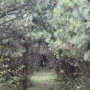 돗오름 주차장 | 제주 한적하게 걷기 좋은 돝오름(돗오름) 트레킹