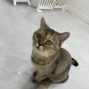 딩글딩글고양이 이미지