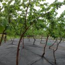 김광남농장 이미지