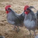 게임잉글리쉬 이미지