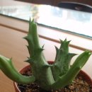 아리아스 이미지