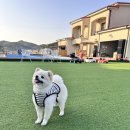 안면도해비알꽃게1번지 | 안면도애견펜션 골드독펜션 안면도애견동반식당 해비알꽃게 내돈내산 후기