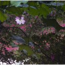 수안약국 이미지