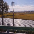 충무코다리 이미지