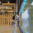 콩이 애견샵 이미지