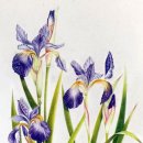 꽃그림 보타니컬 색연필화 이미지