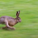 토끼와거북이2 이미지