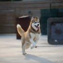 휴먼앤독 이미지