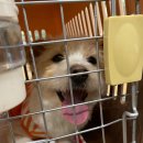 고은켄넬 이미지