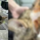 내가 쏜 닭 이미지