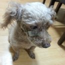 넥스펫동물병원 네이버블로그