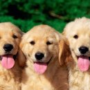 건강한 강아지 이미지