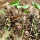 제주각시 이미지